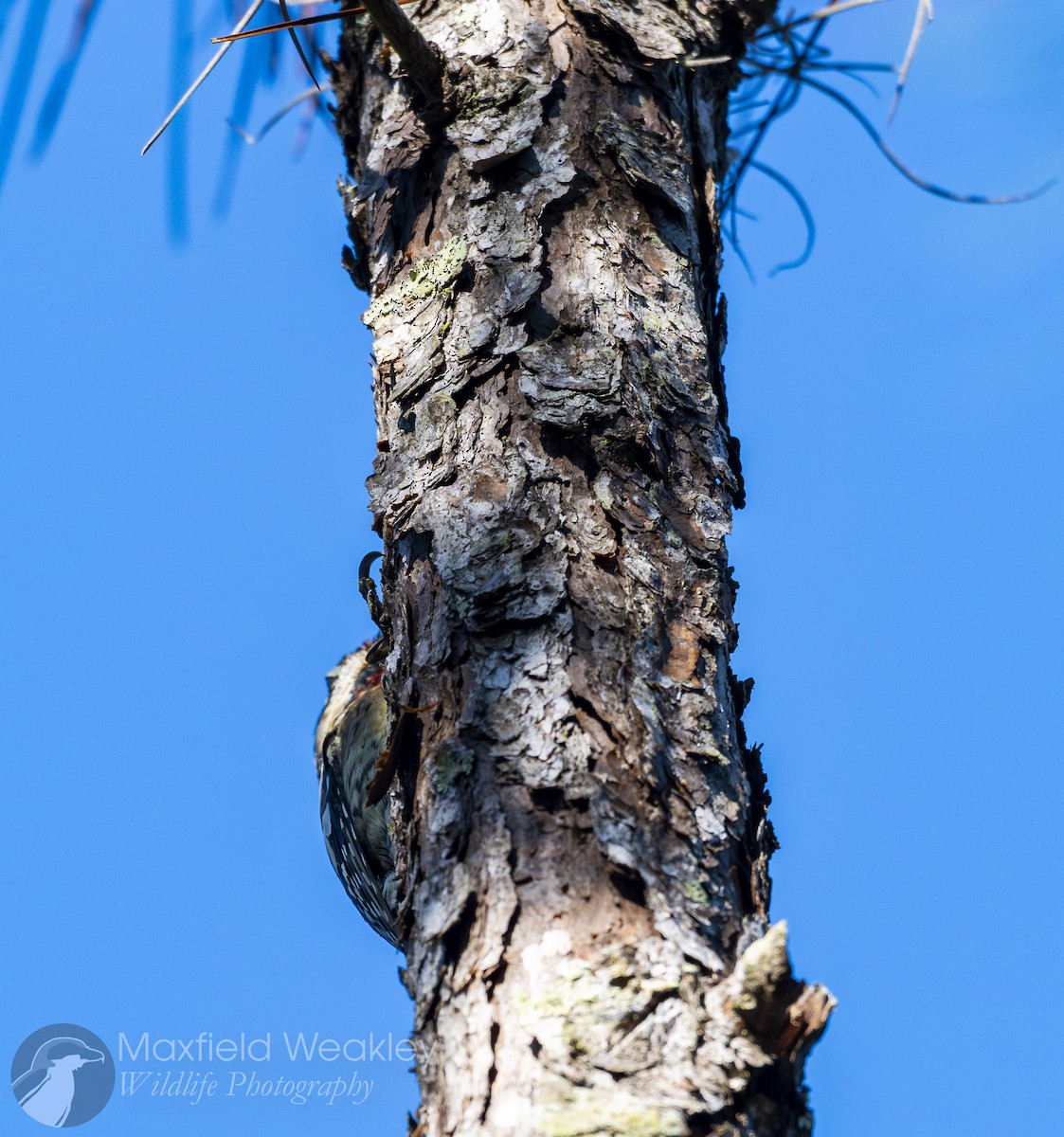 Yellow-bellied Sapsucker - ML645665054