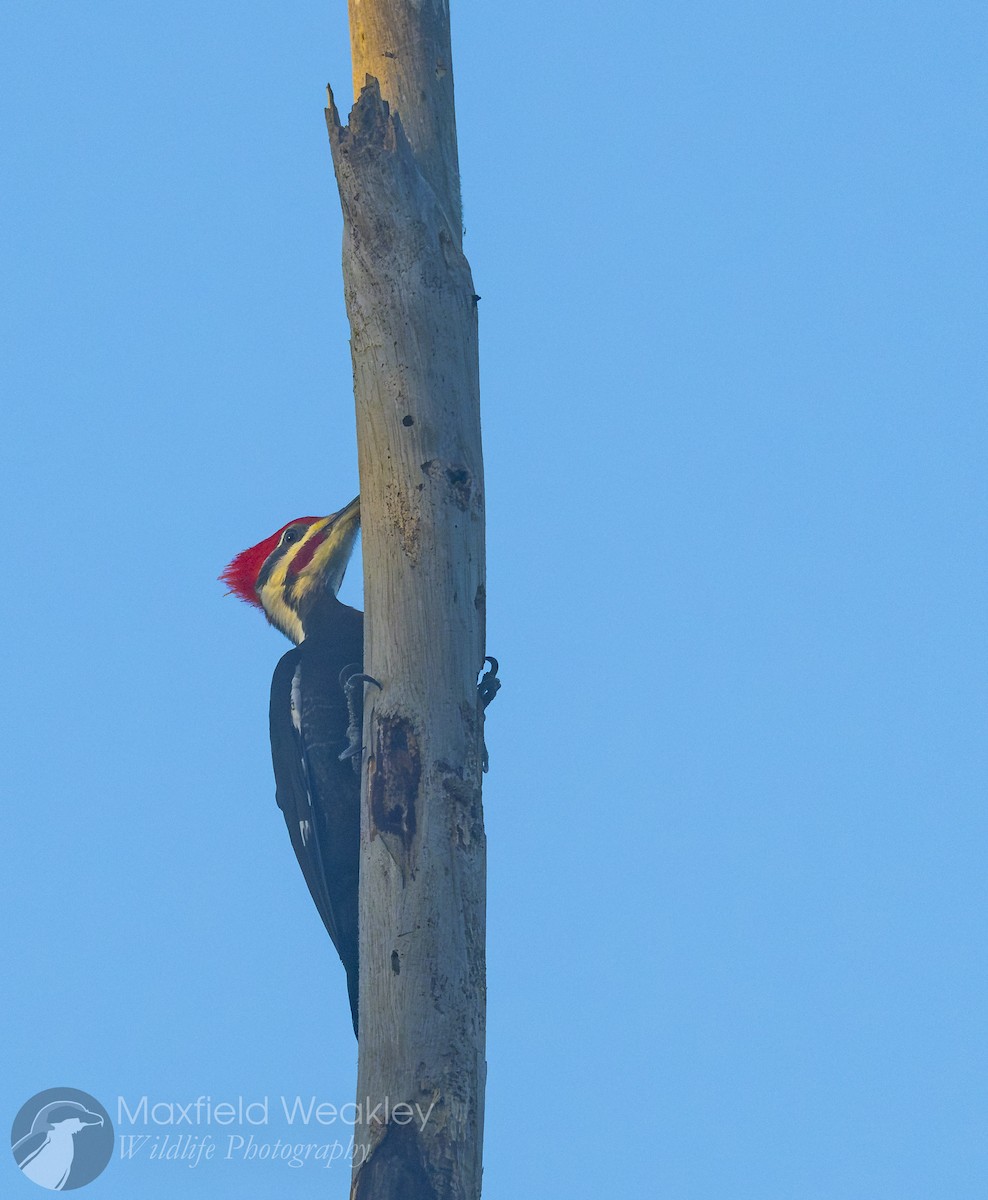 Pileated Woodpecker - ML645665058
