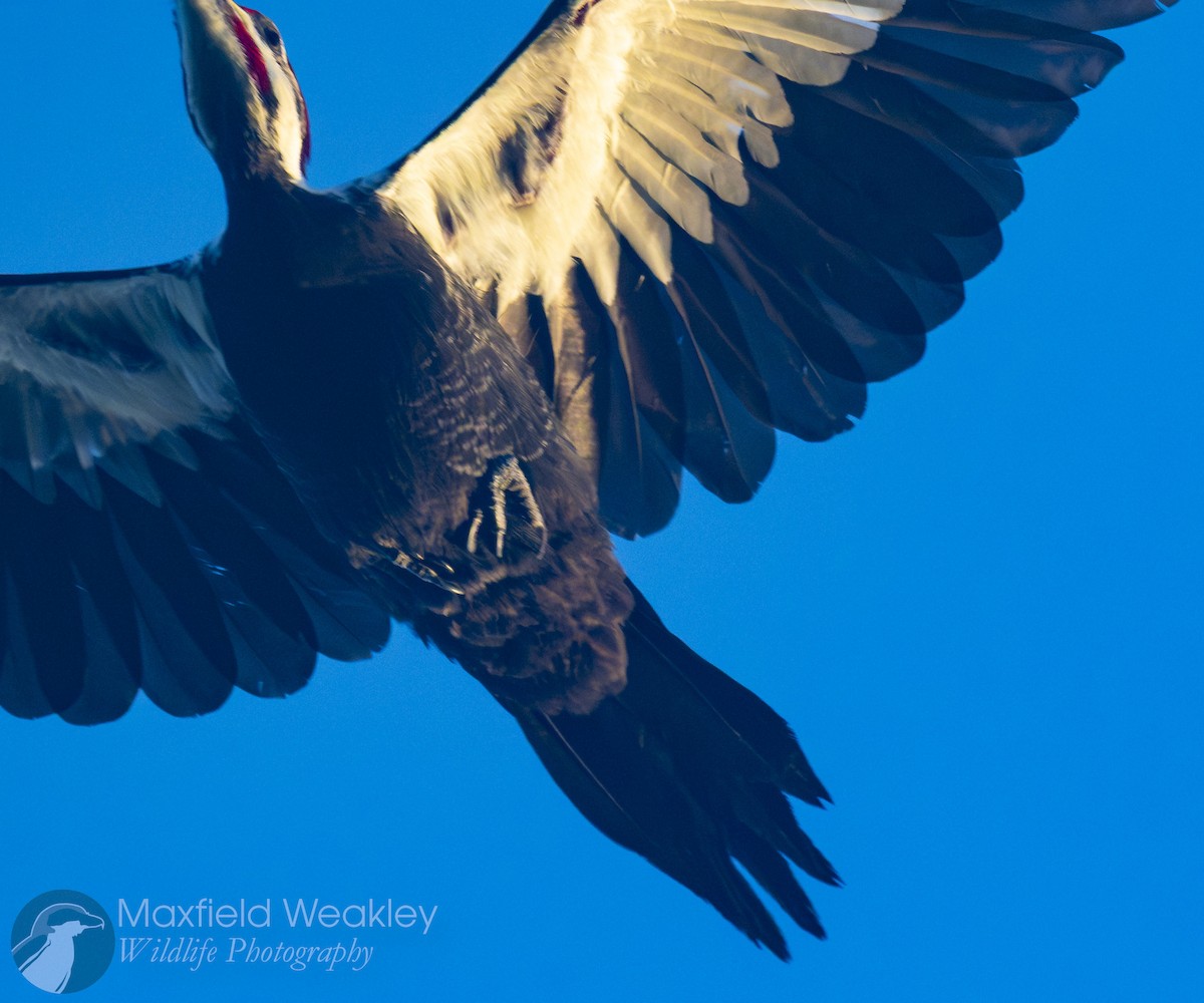 Pileated Woodpecker - ML645665060