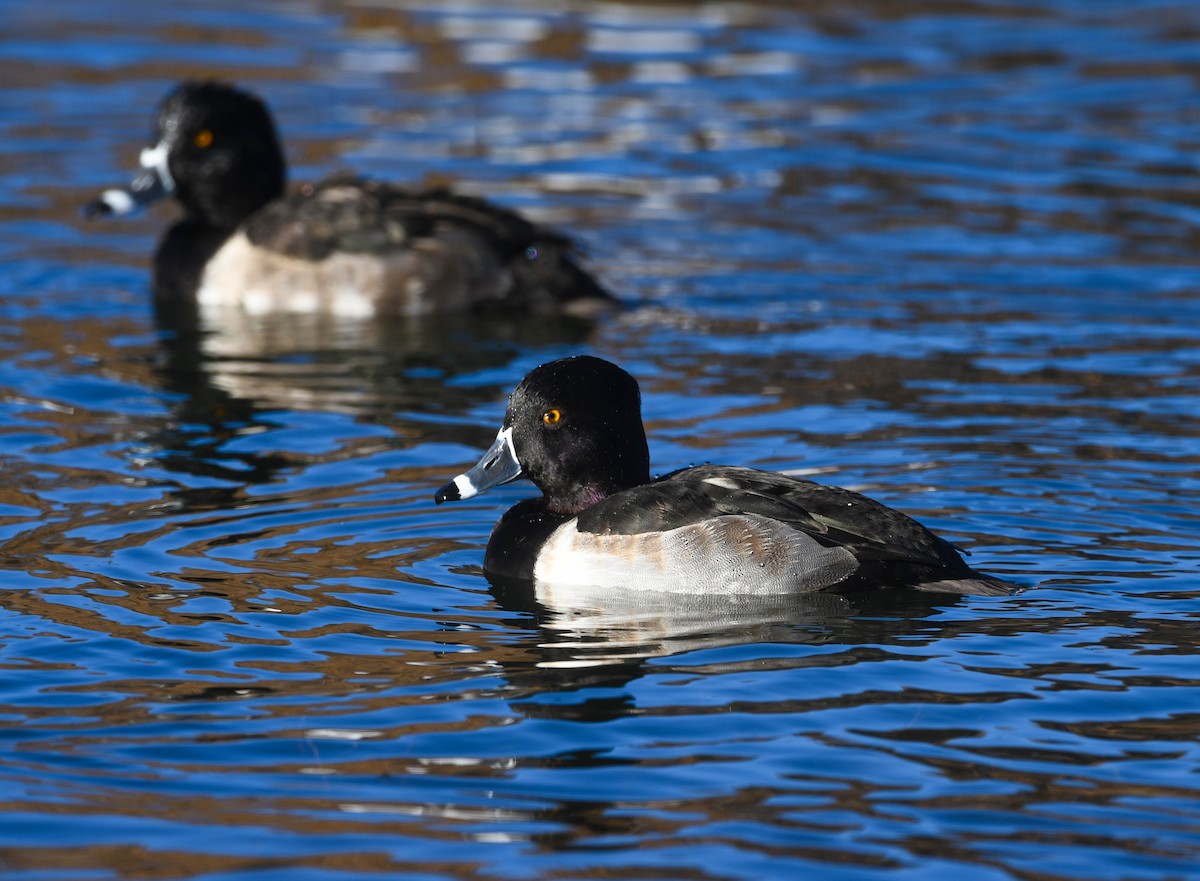 Ring-necked Duck - ML645665061