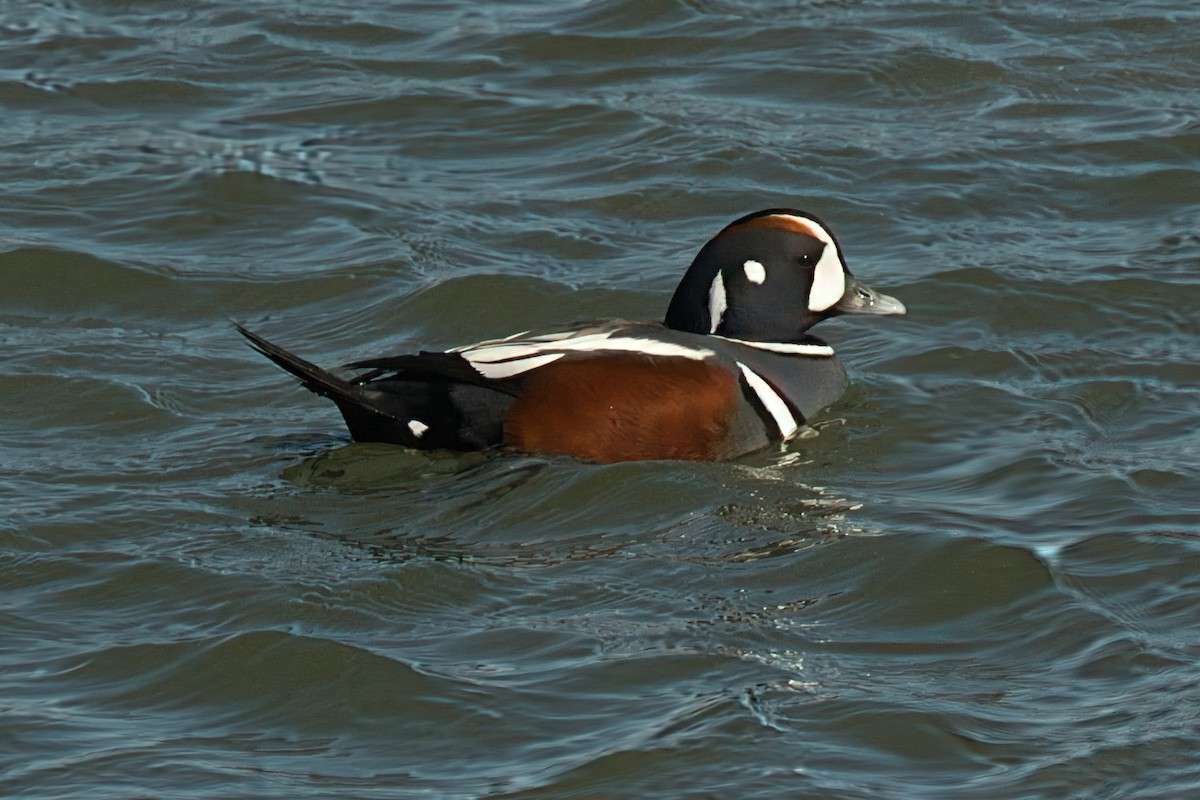 Harlequin Duck - ML645665063