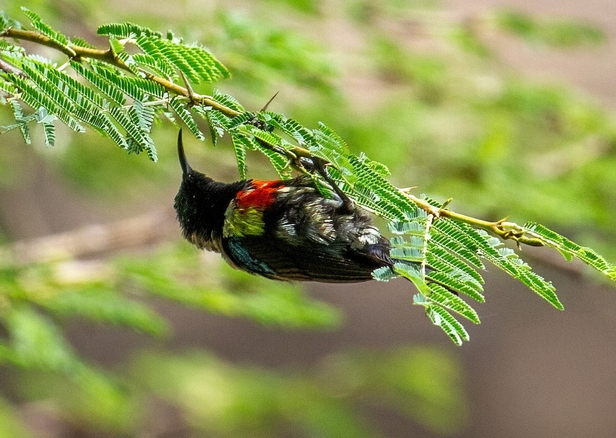 Gorgeous Sunbird - ML645665064