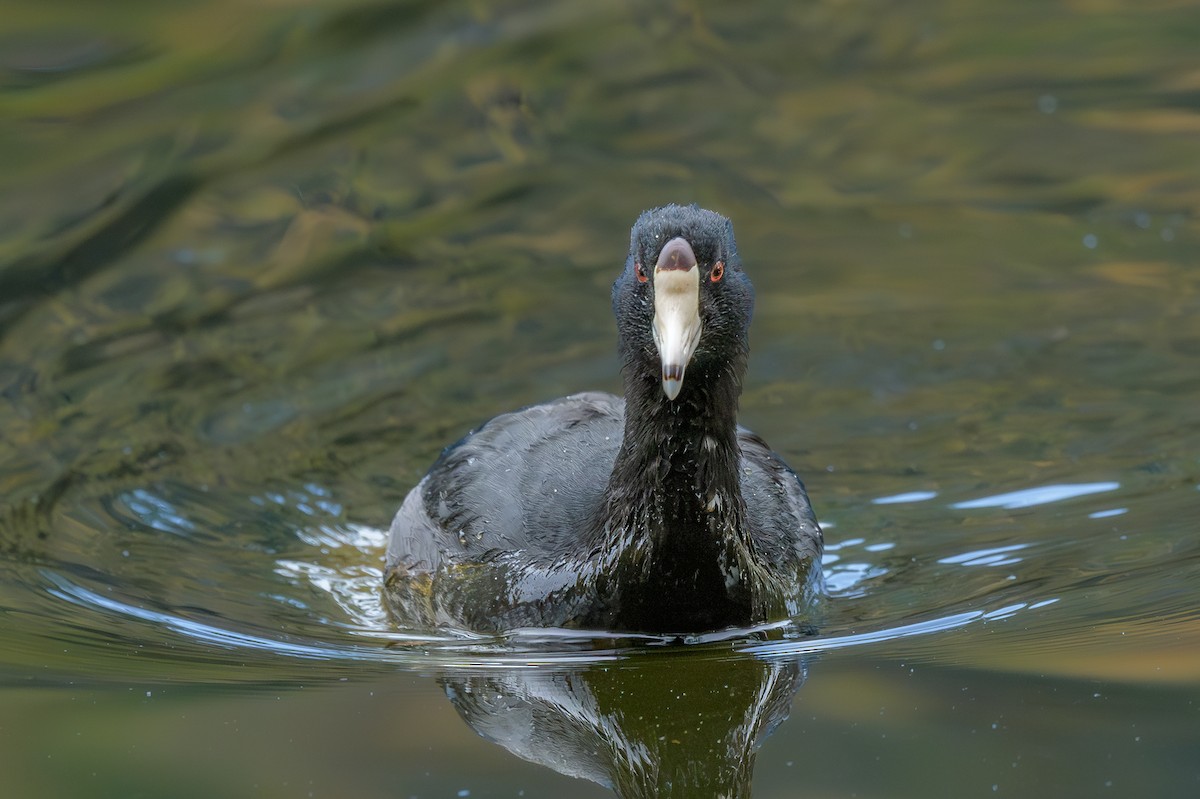 American Coot - ML645665065