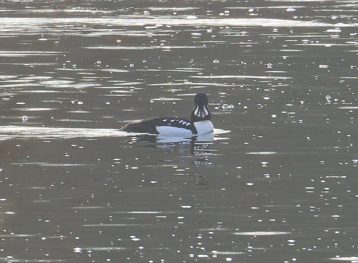 Barrow's Goldeneye - ML645665068