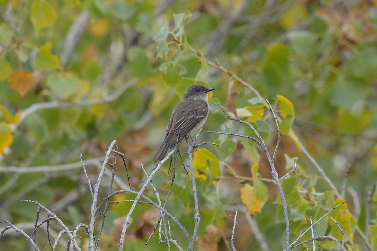 Eastern Phoebe - ML645665070