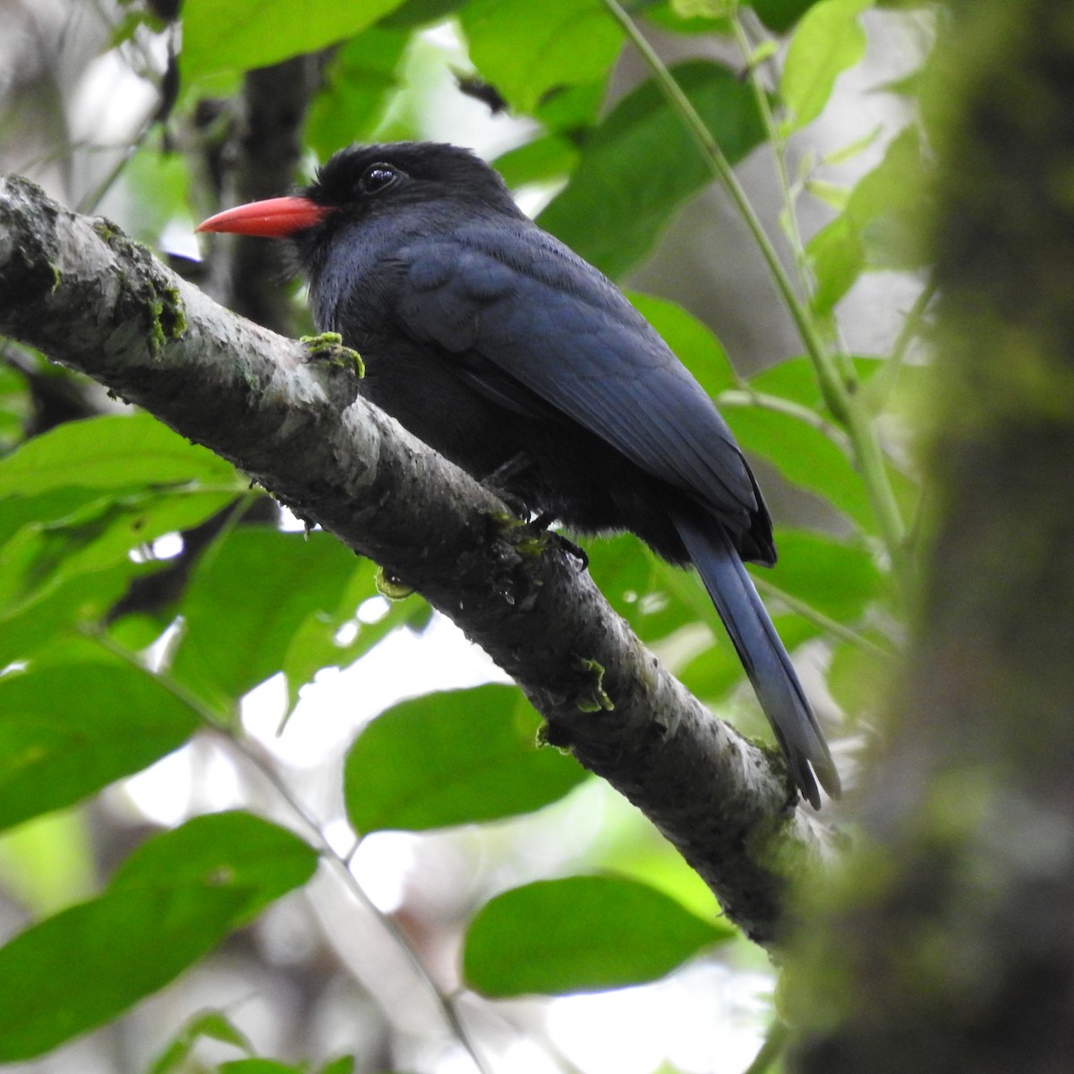 Black-fronted Nunbird - ML645665071