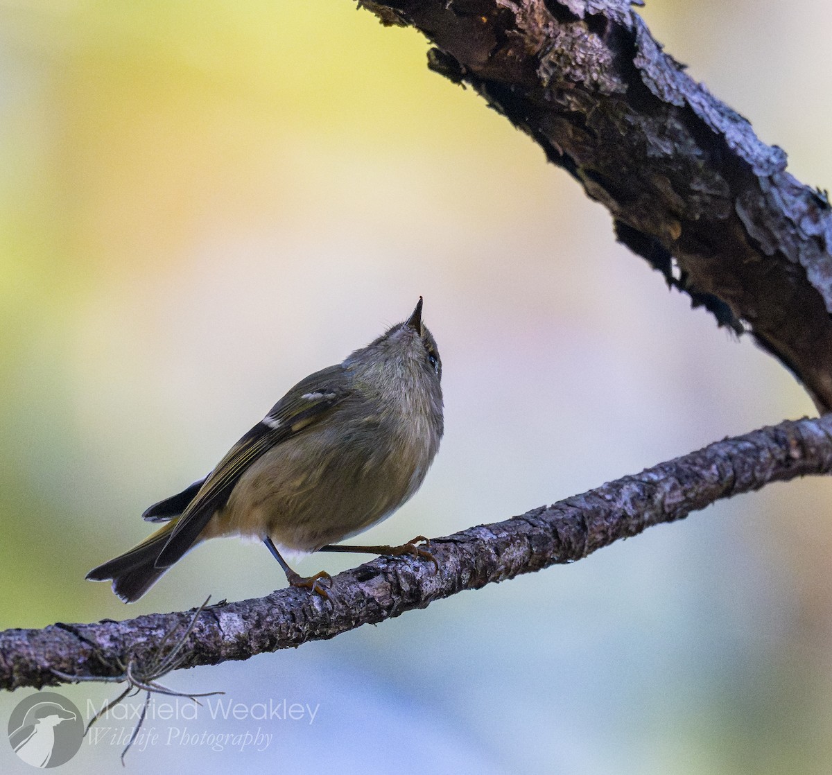 Ruby-crowned Kinglet - ML645665075