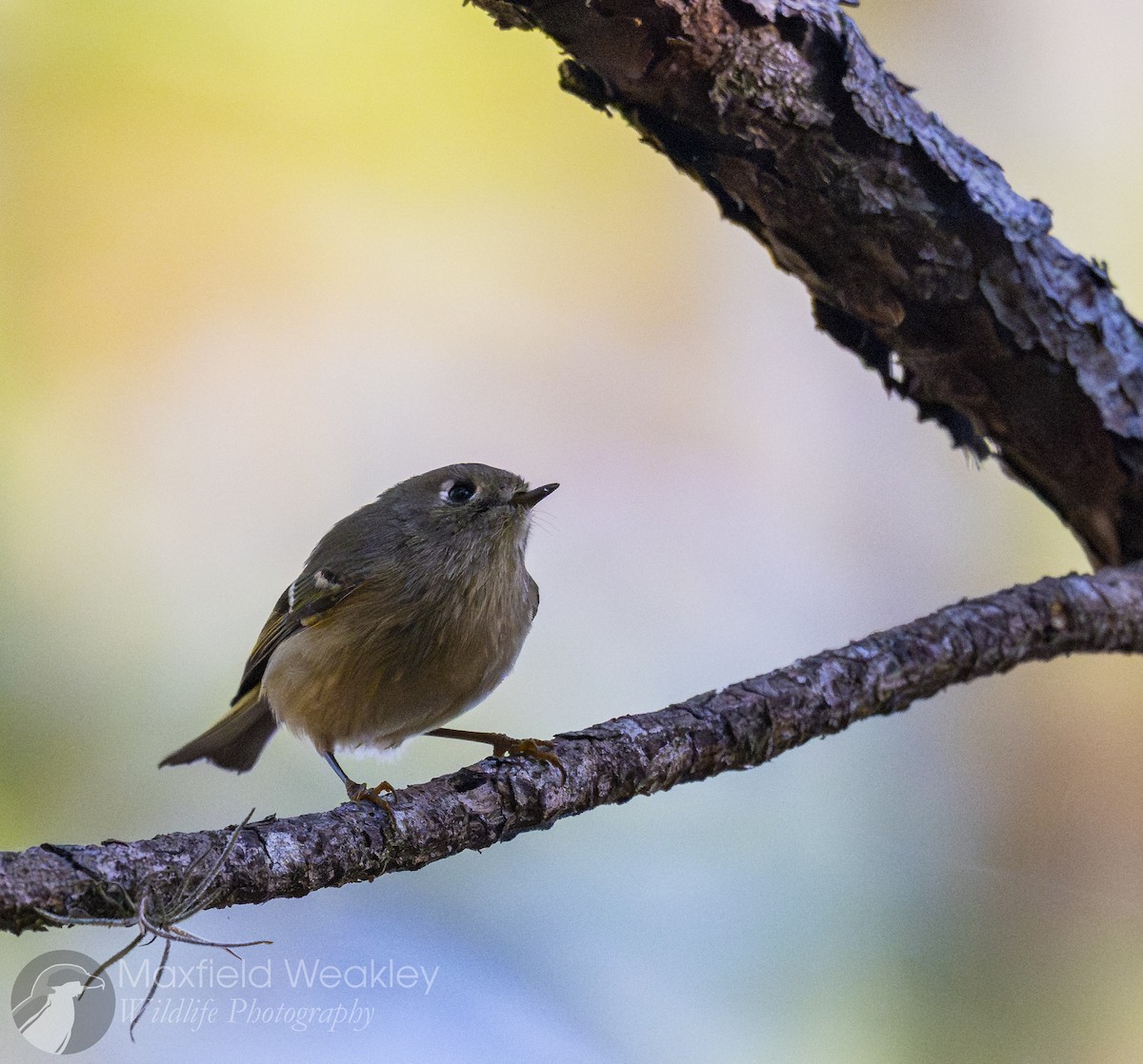 Ruby-crowned Kinglet - ML645665076