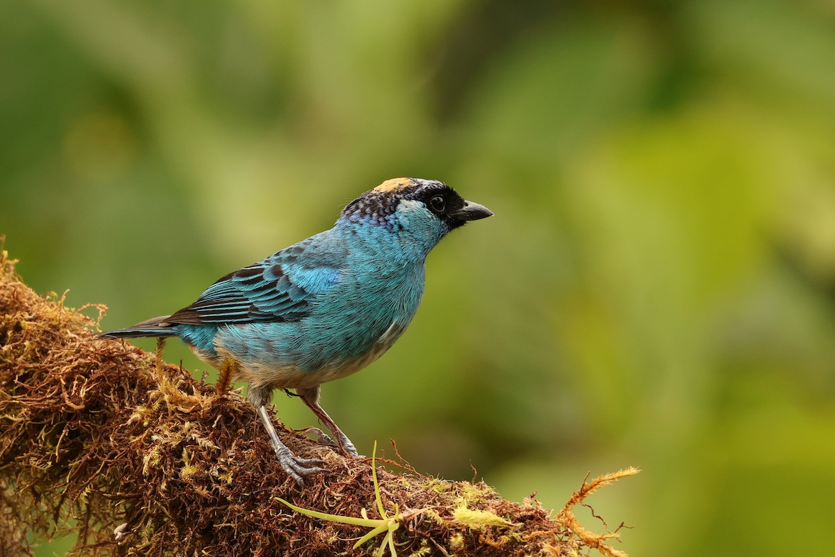 Golden-naped Tanager (Golden-naped) - ML645665079