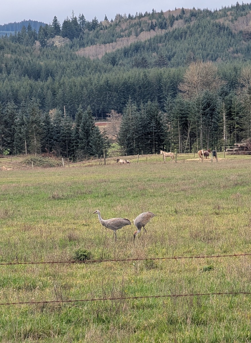 Sandhill Crane - ML645665081