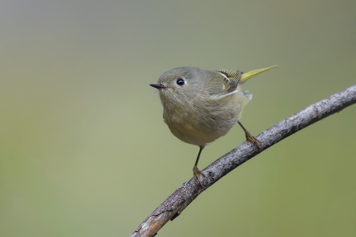 Ruby-crowned Kinglet - ML645665083