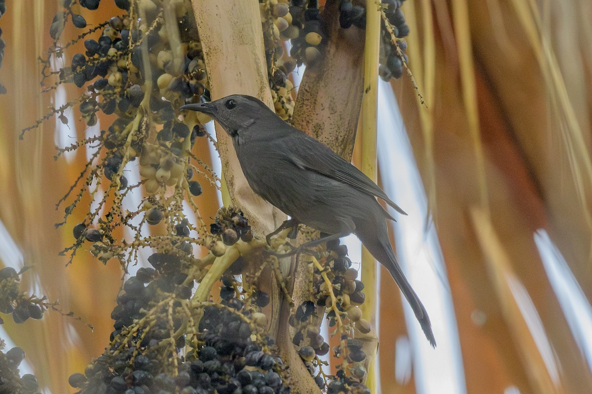 Gray Catbird - ML645665088