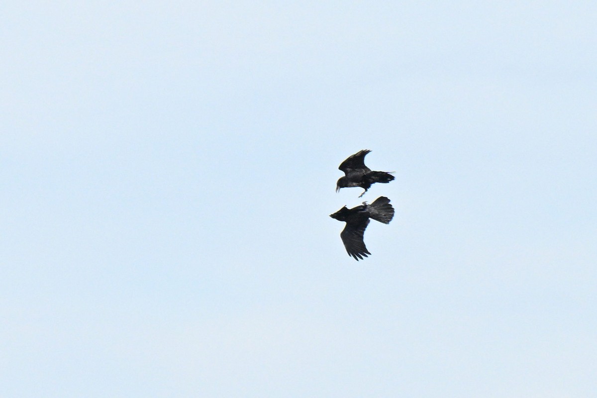 עורב שחור - ML645665092