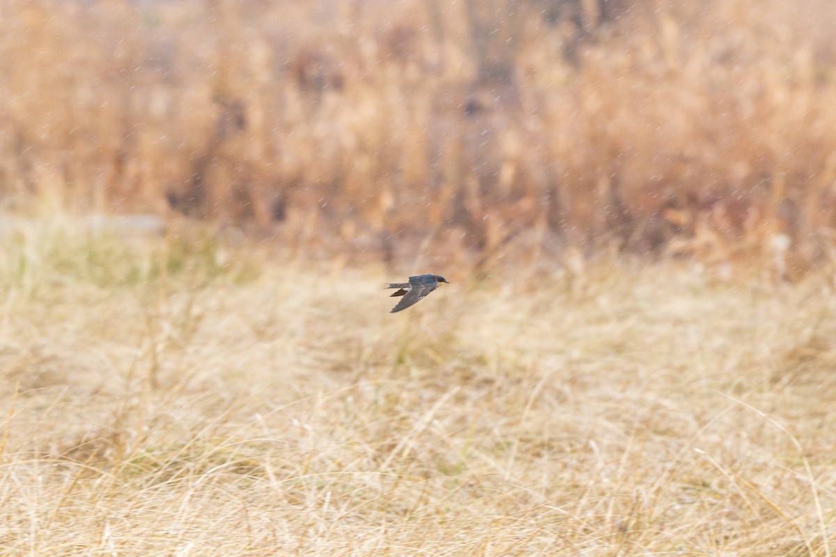 Barn Swallow - ML645665094