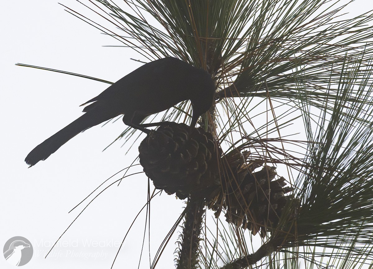 Boat-tailed Grackle (westoni) - ML645665100