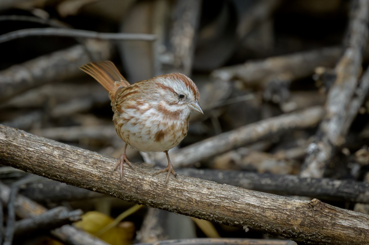 Song Sparrow - ML645665101