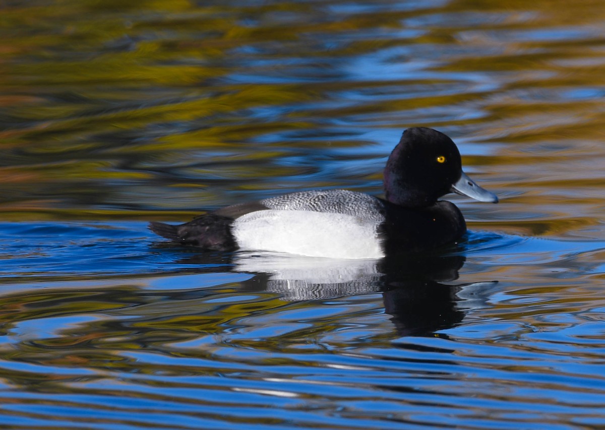 Lesser Scaup - ML645665102
