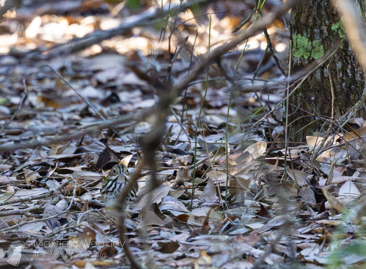 Ovenbird - ML645665103