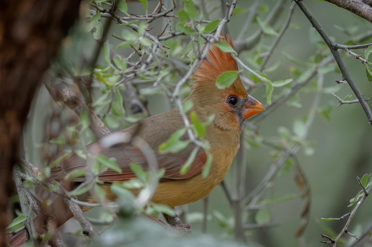 Northern Cardinal - ML645665104