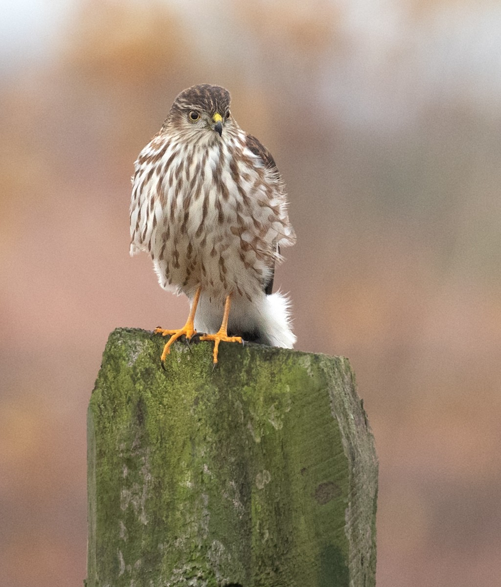 Sharp-shinned Hawk - ML645665105