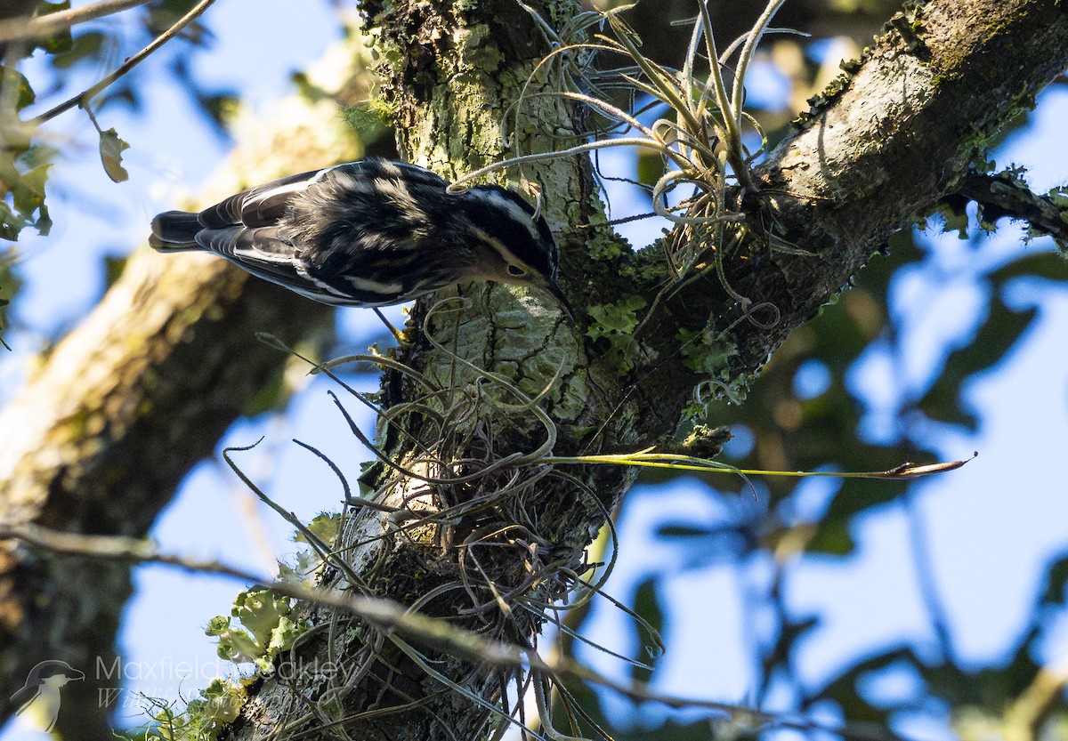 Black-and-white Warbler - ML645665107