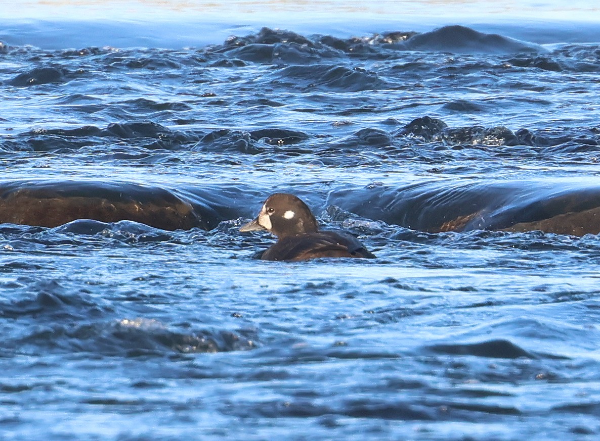 Harlequin Duck - ML645665108