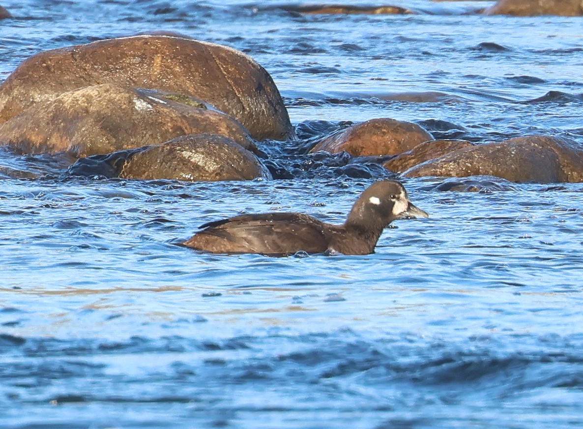 Harlequin Duck - ML645665109