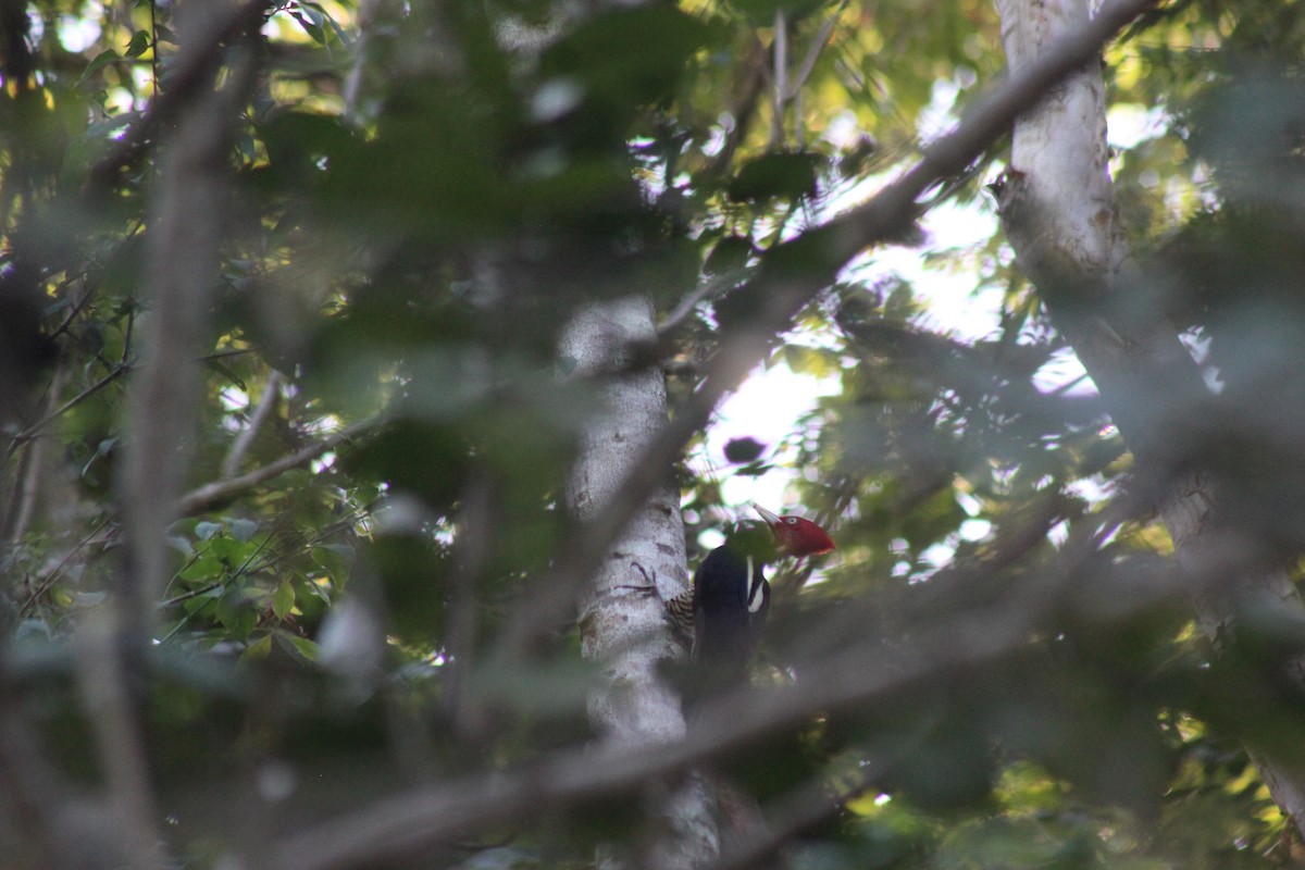 Pale-billed Woodpecker - ML645665110