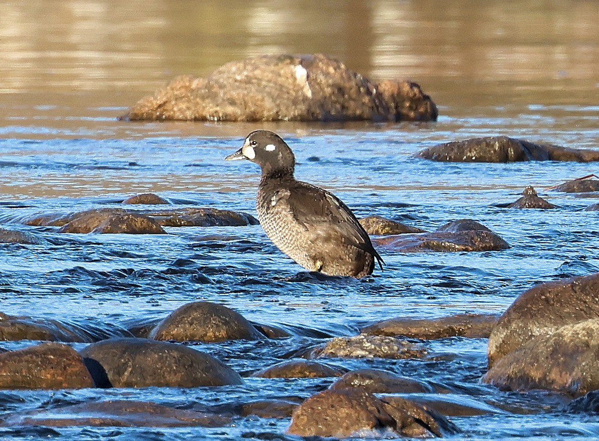 Harlequin Duck - ML645665111