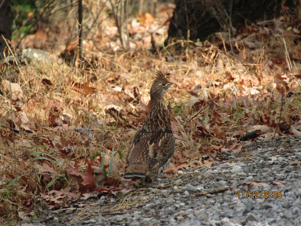 Ruffed Grouse - ML645665117