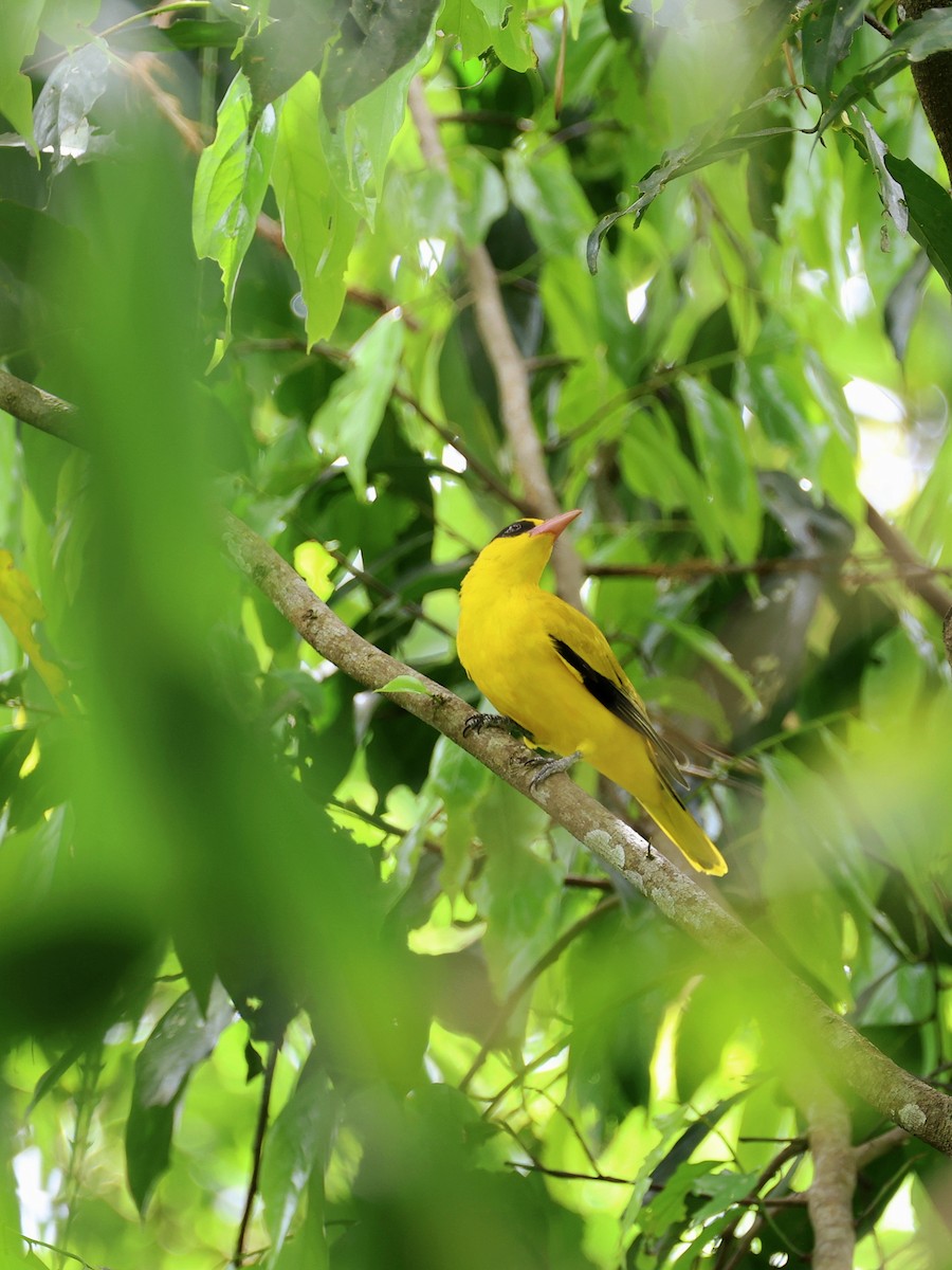 Black-naped Oriole - ML645665119