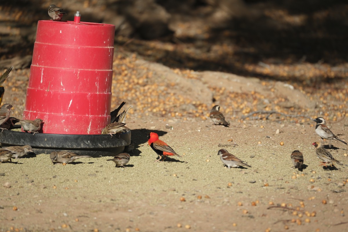 Southern Red Bishop - ML645665121