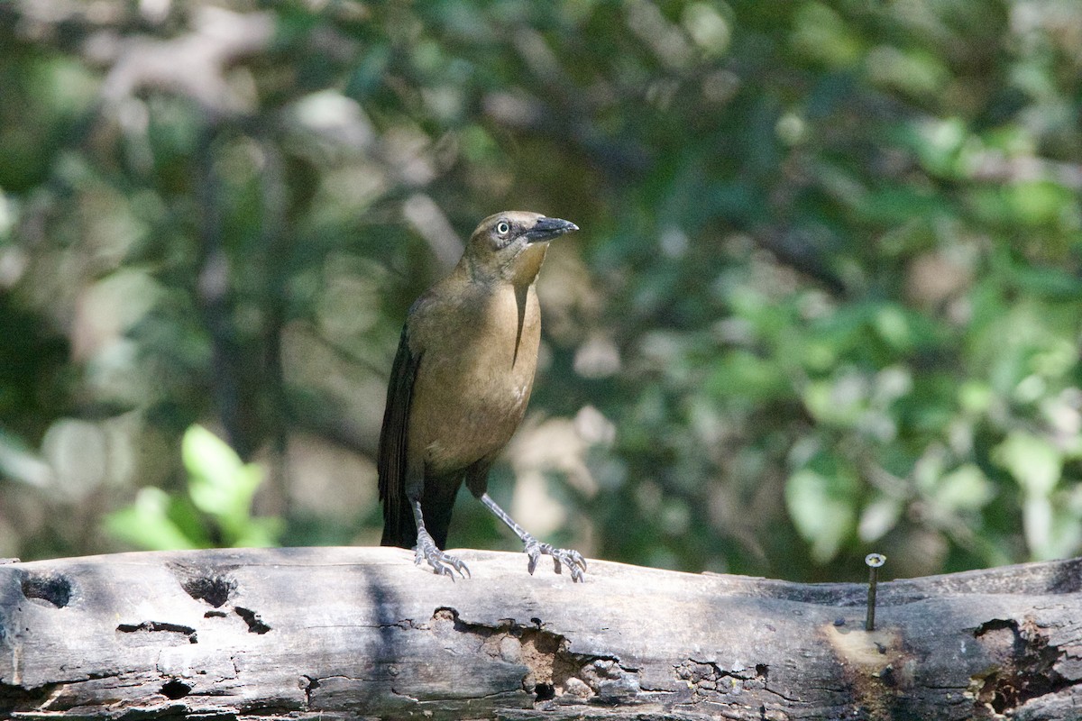 Great-tailed Grackle - ML645665123