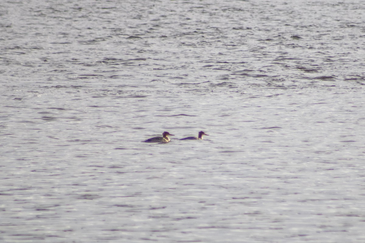 Red-breasted Merganser - ML645665124