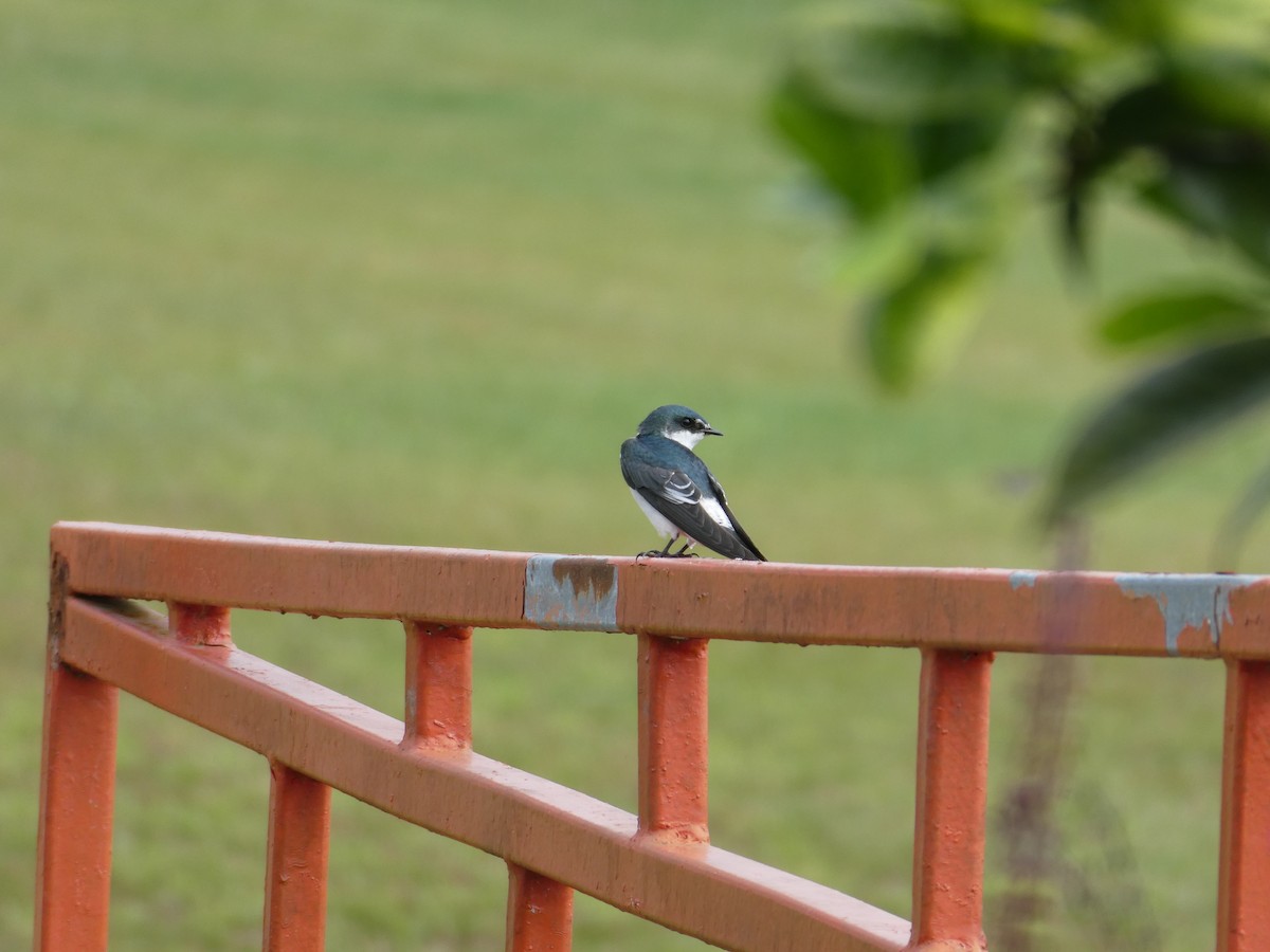 Mangrove Swallow - ML645665129