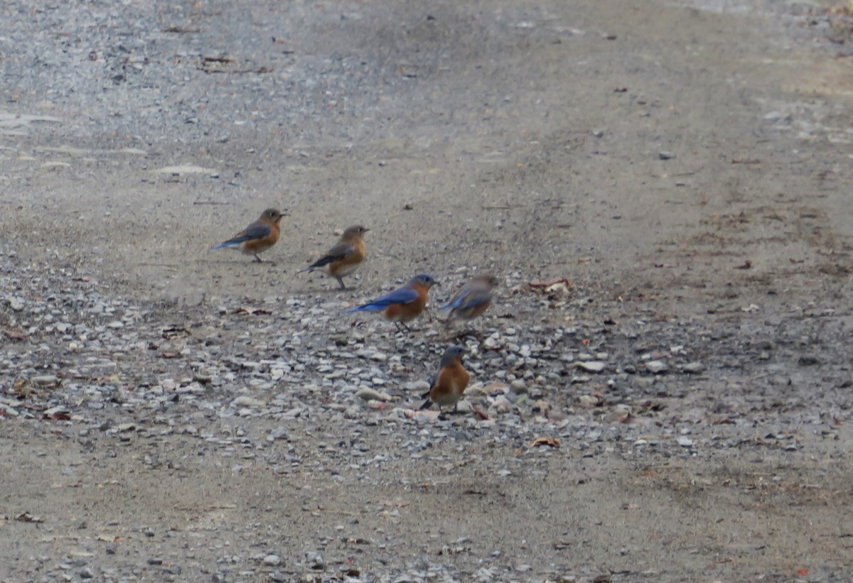 Eastern Bluebird - ML645665130