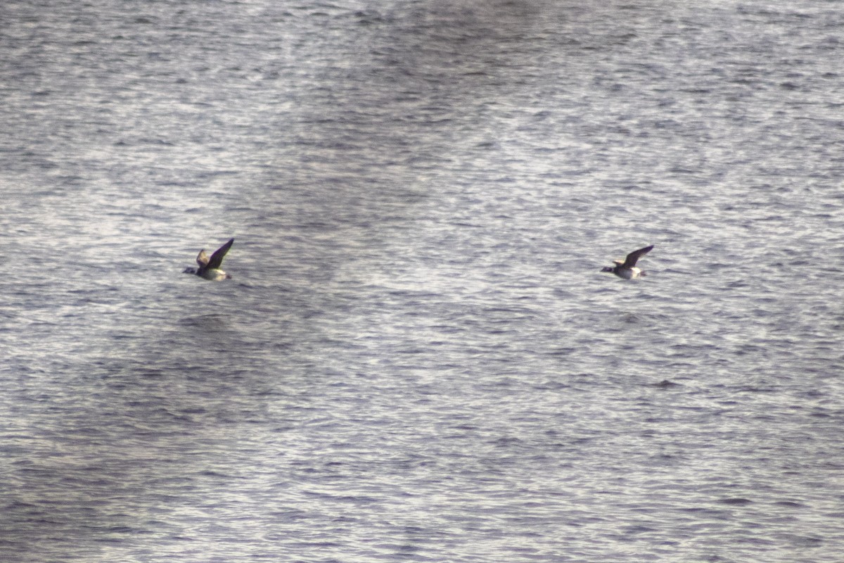 Long-tailed Duck - ML645665131