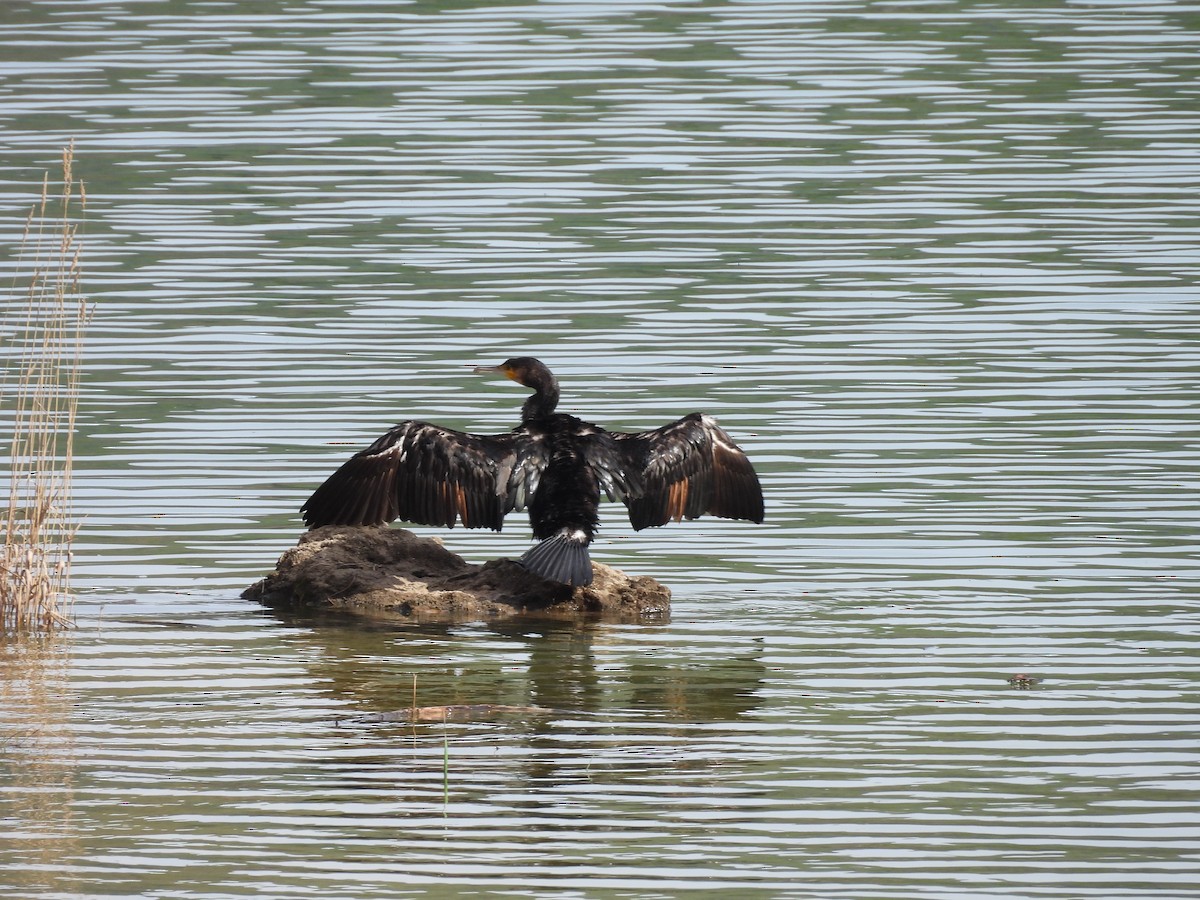 Great Cormorant - ML645665132