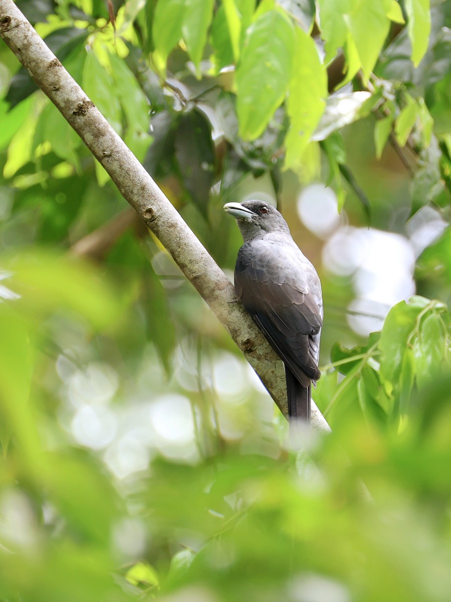 Pied Cuckooshrike - ML645665133