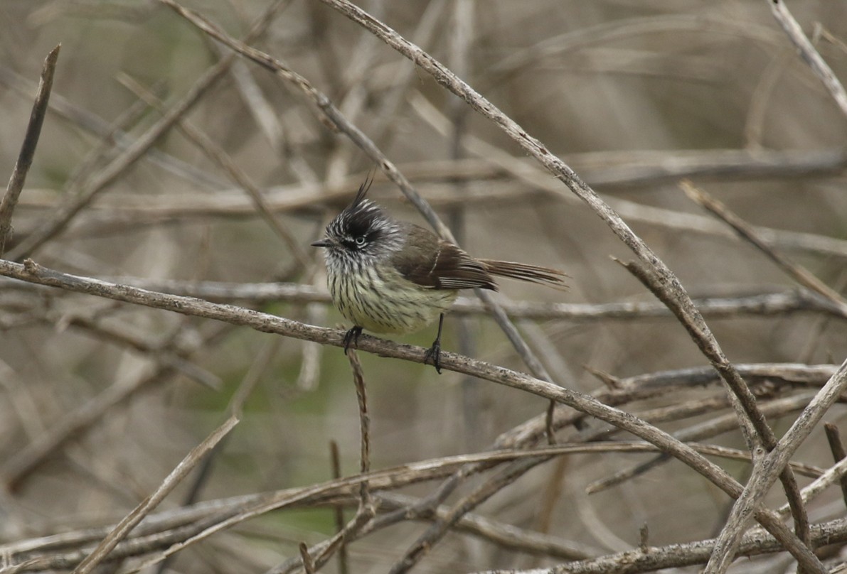 Tufted Tit-Tyrant - ML645665134