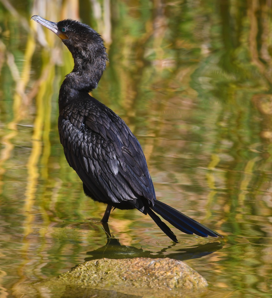 Neotropic Cormorant - ML645665139