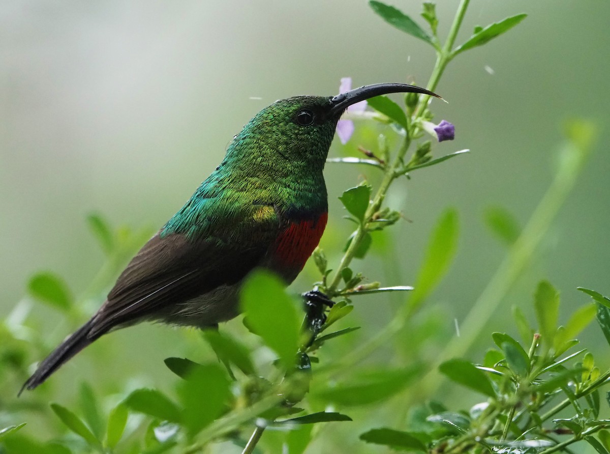 Southern Double-collared Sunbird - ML645665140
