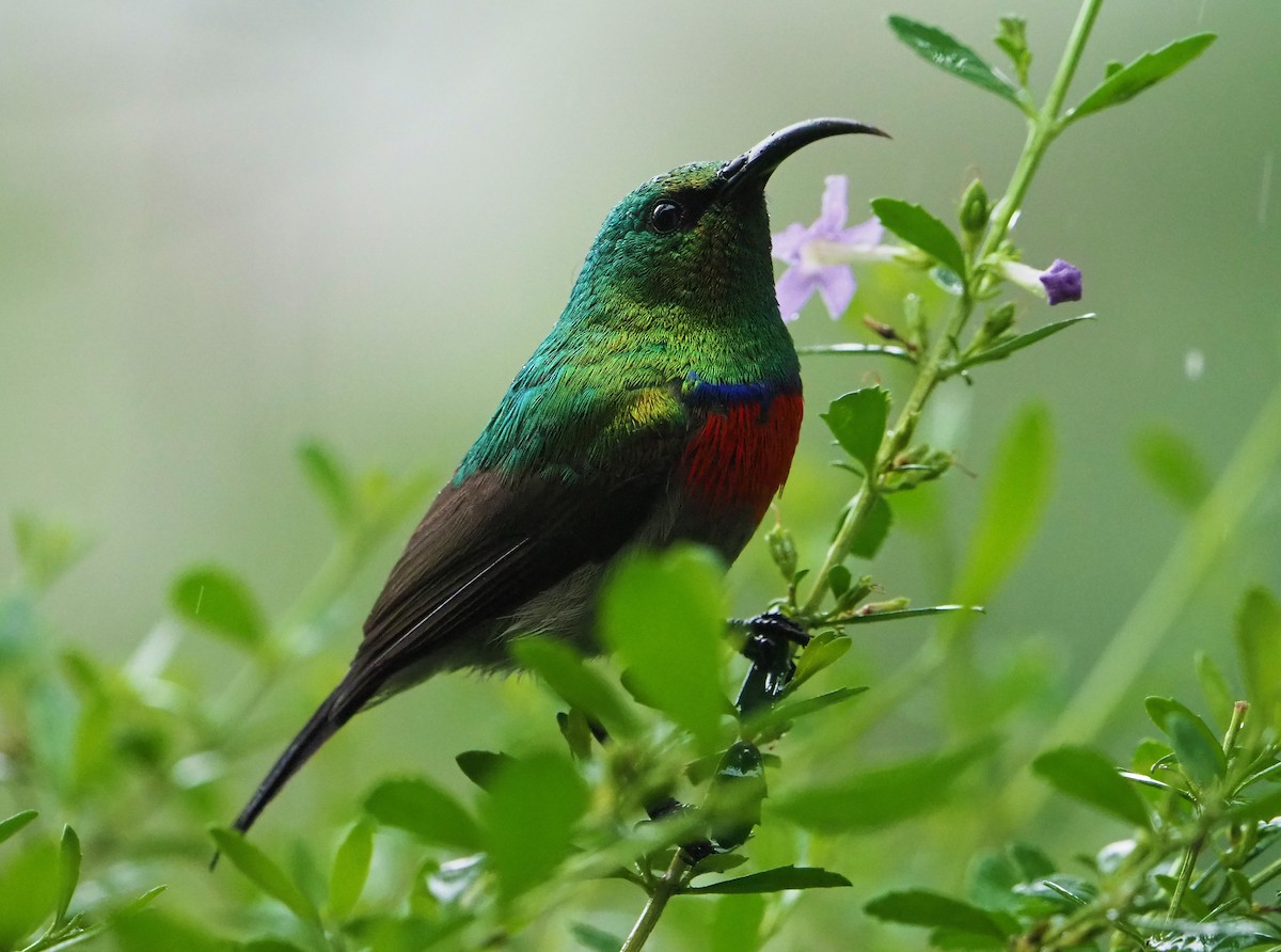 Southern Double-collared Sunbird - ML645665141