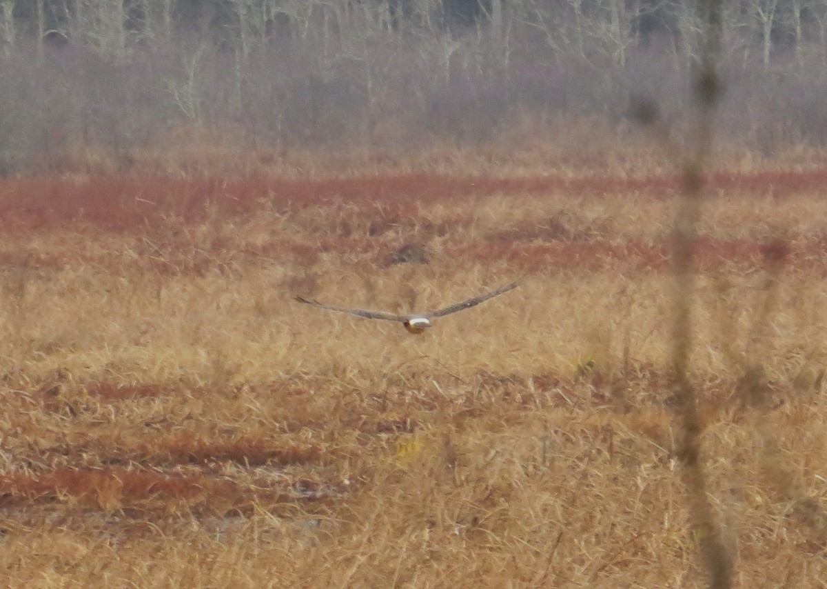 Northern Harrier - ML645665142