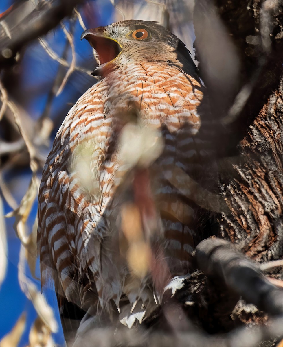 Cooper's Hawk - ML645665143