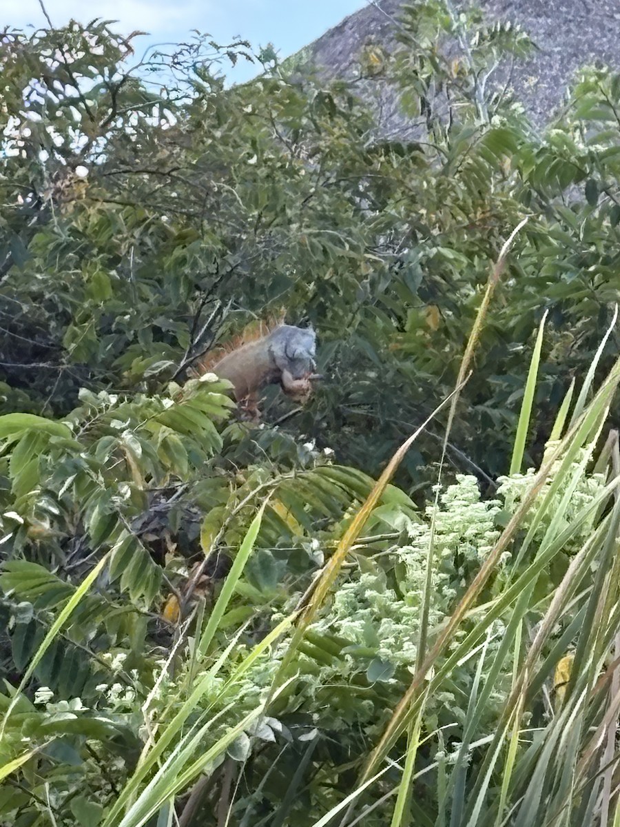 動物界 - ML645665146