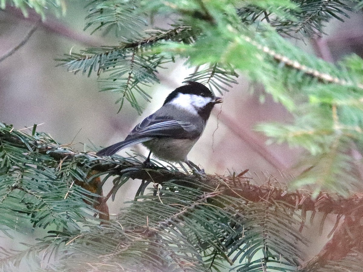 Black-capped Chickadee - ML645665147