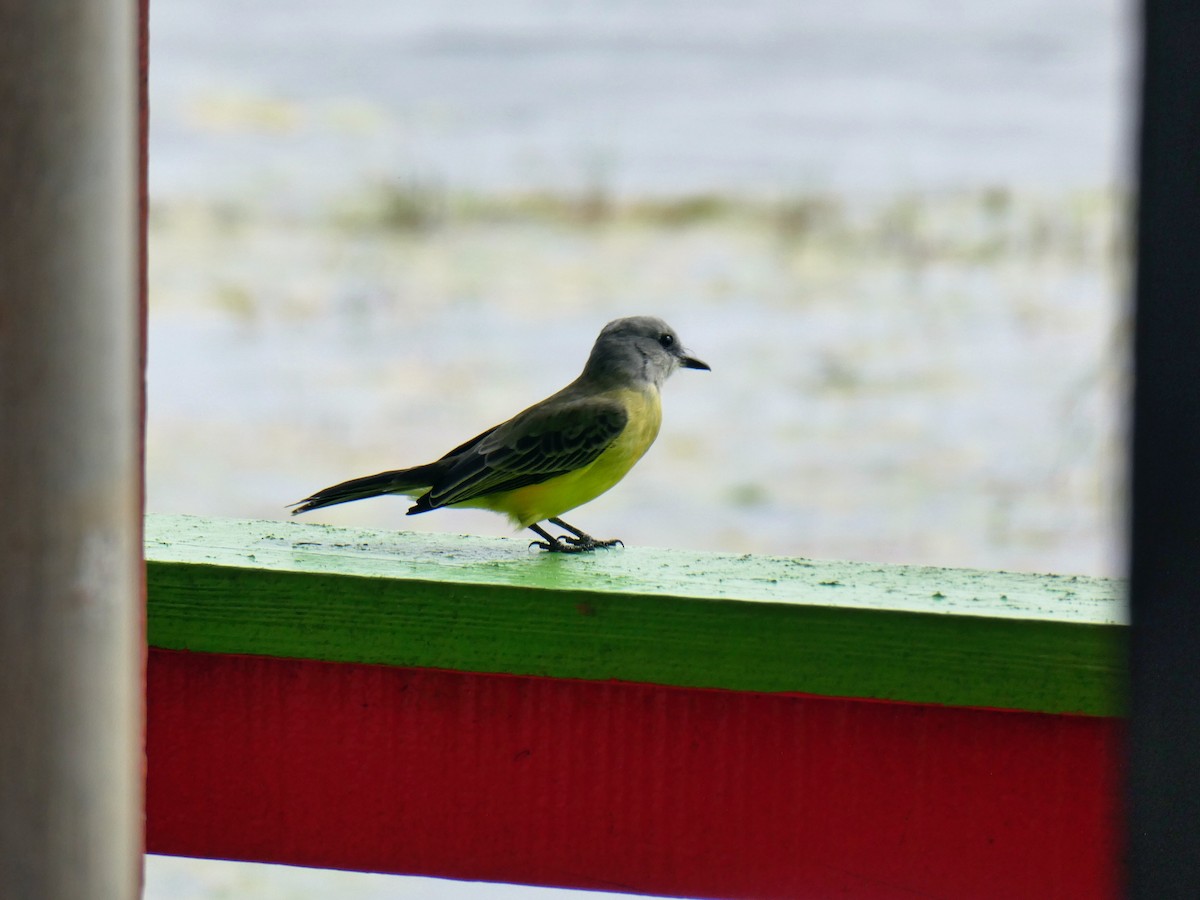 Tropical Kingbird - ML645665149