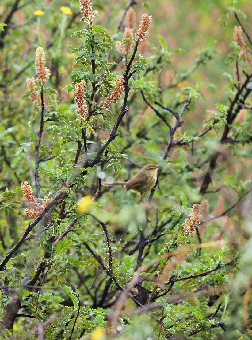 Drakensberg Prinia - ML645665151