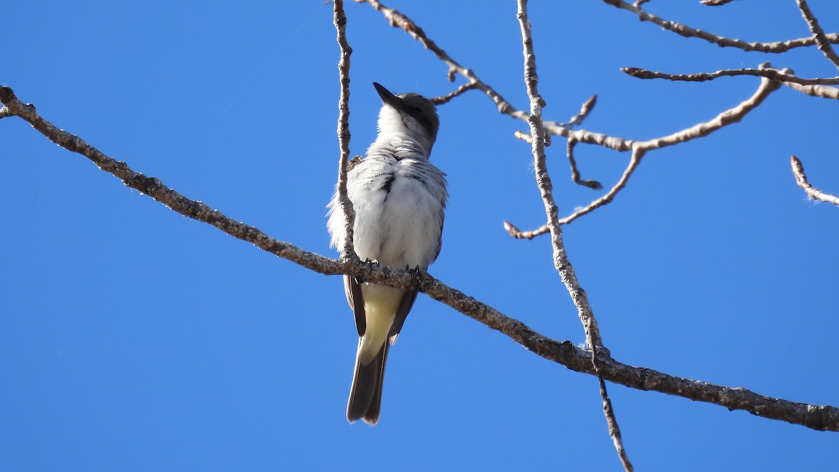 Gray Kingbird - ML645665152